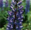 wf_lupine_perennial.jpg